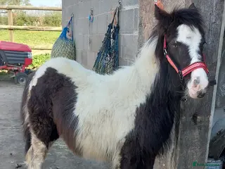 Other Breed horses Maggie moonshine - Advert 1