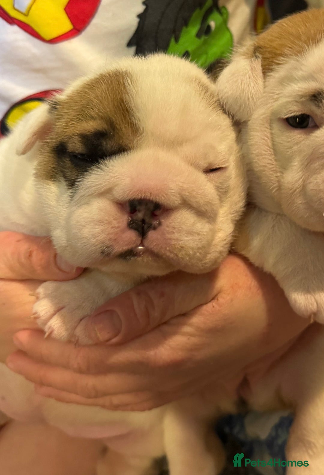 English Bulldog dogs for sale: Exceptional Show-Quality KC English Bulldog Boy - Advert 30