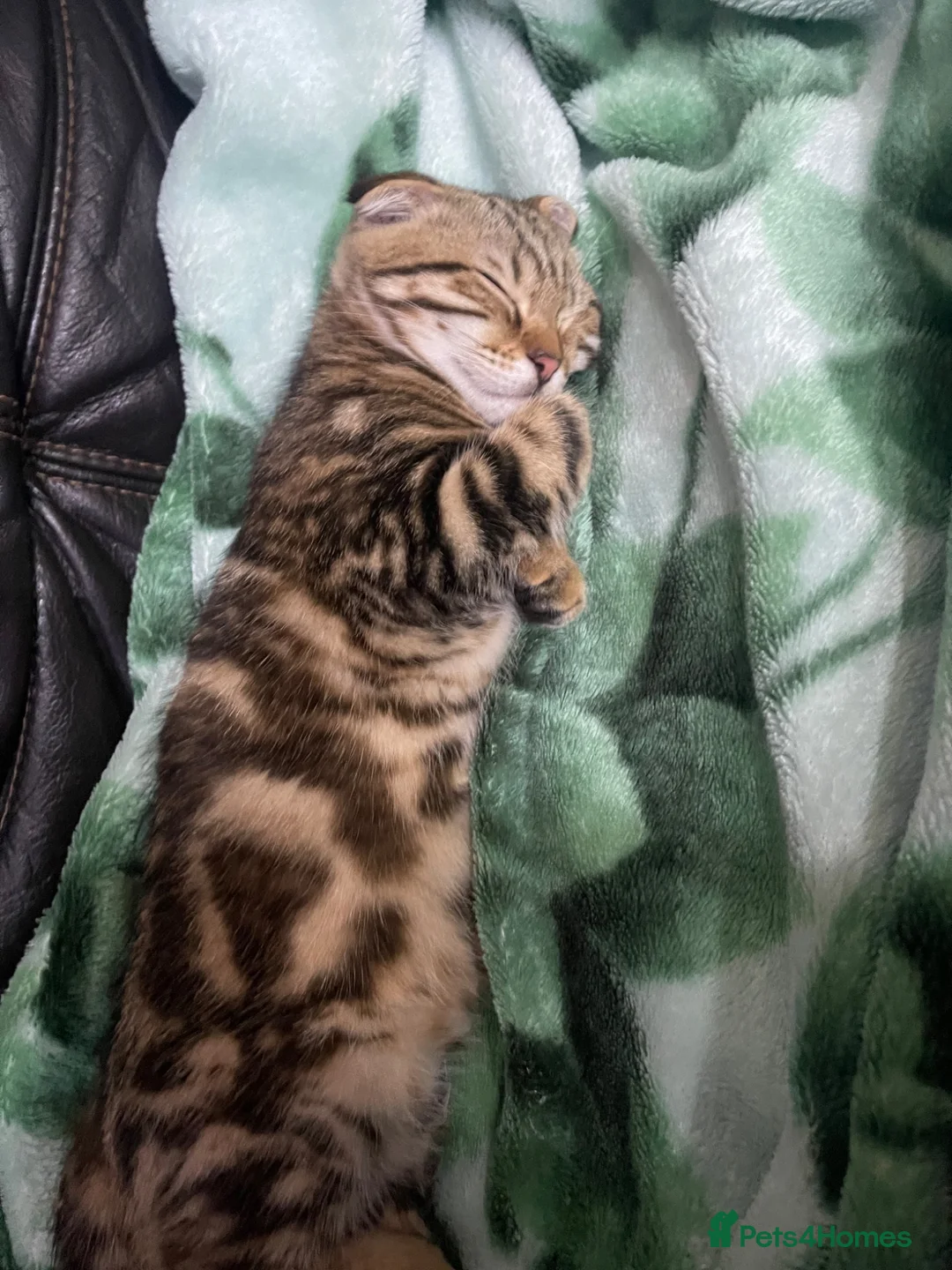Scottish Fold cats for sale: Scottish fold x tabby kittens - Advert 2