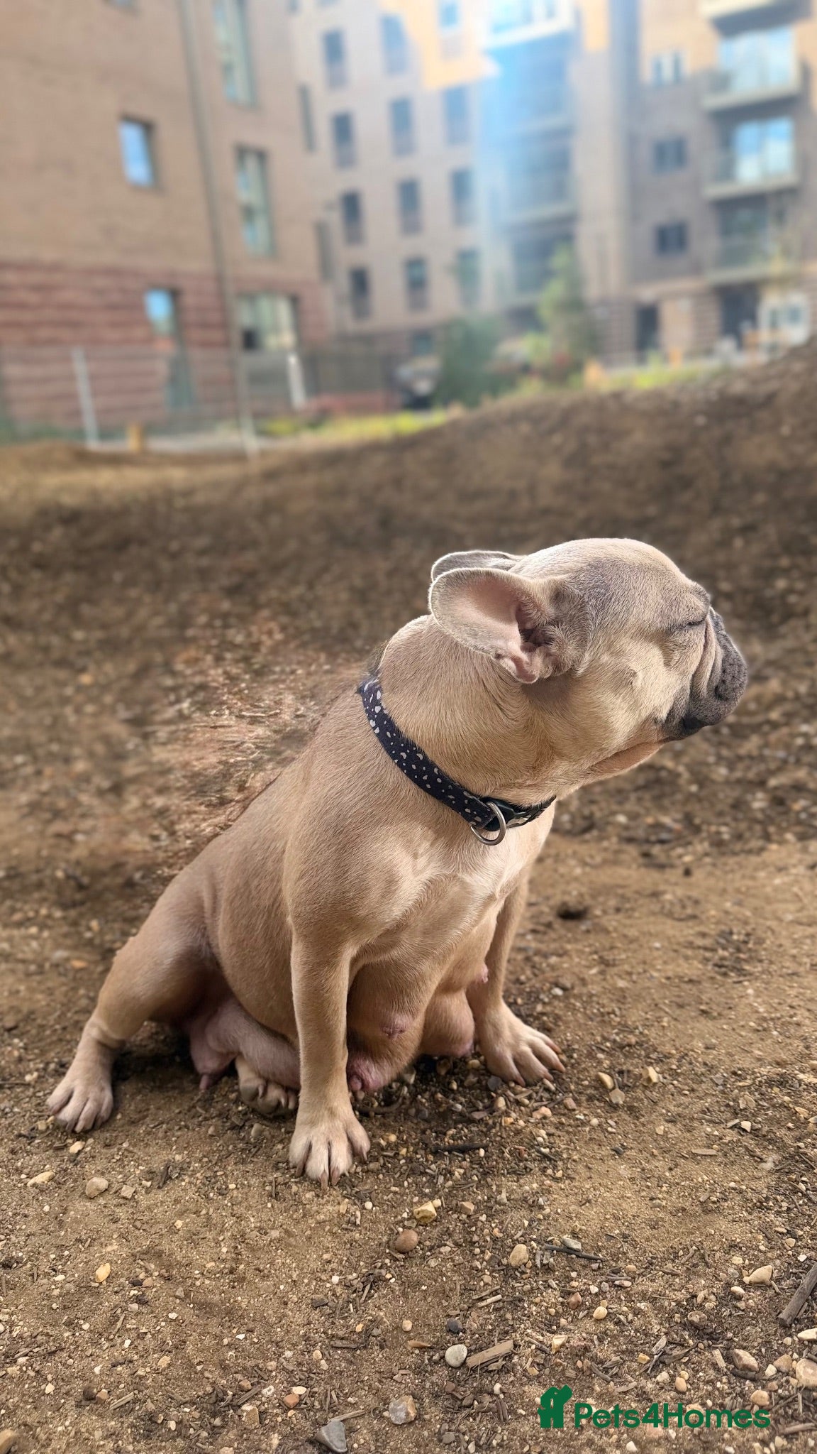 French Bulldog dogs 🐾 Beautiful Vet Registered FrenchBulldog Puppies  - Advert 17