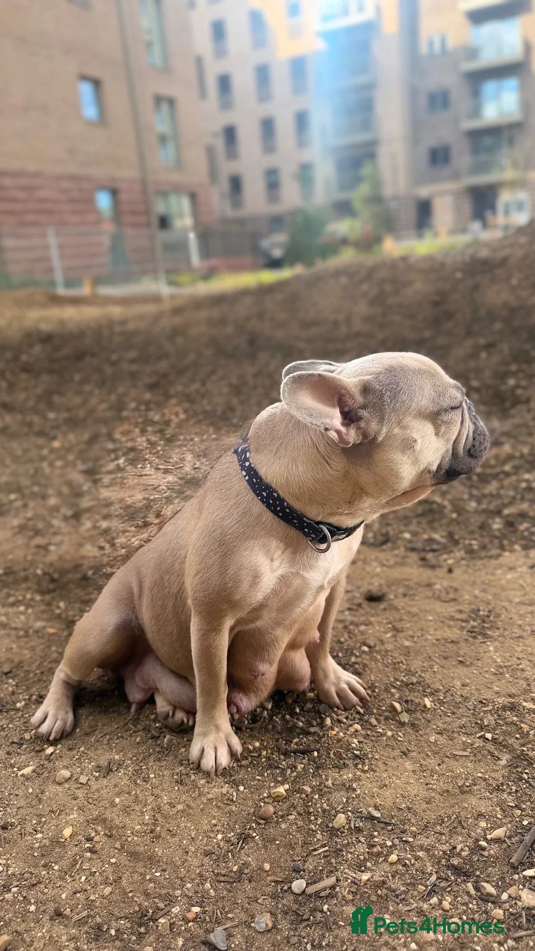 French Bulldog dogs for sale: 🐾 Beautiful Vet Registered FrenchBulldog Puppies  - Advert 1