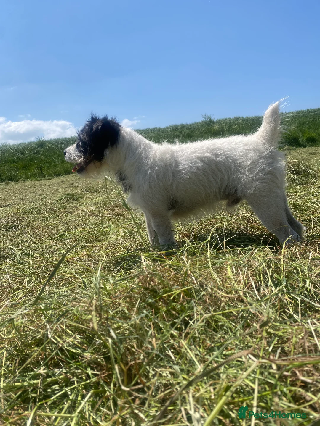 Parson Russell dogs for stud: KC parsons Russell for stud  - Advert 6