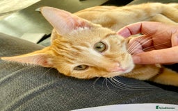 Domestic Shorthair cats for sale: Domestic shorthair kittens  - Image 6