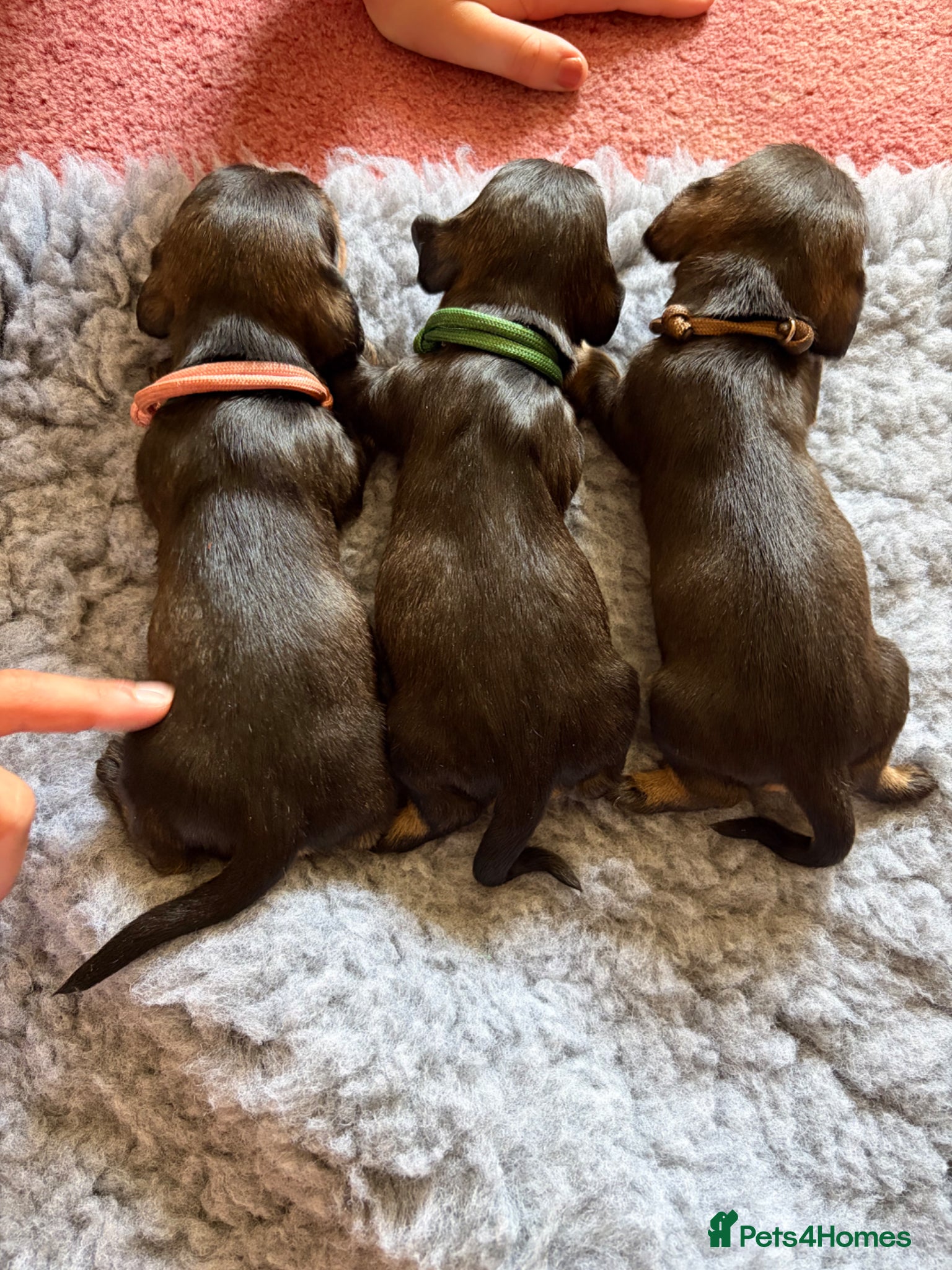 Dachshund dogs for sale: Beautiful Pedigree Wire-Haired Dachshund Puppies - Advert 8
