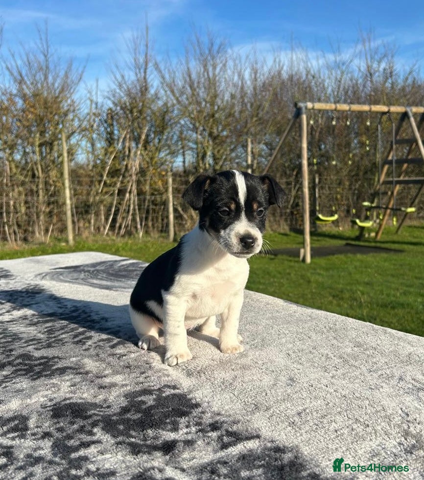 Jack Russell dogs Jack Russell Puppies - Advert 7