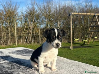 Jack Russell dogs Jack Russell Puppies - Advert 16
