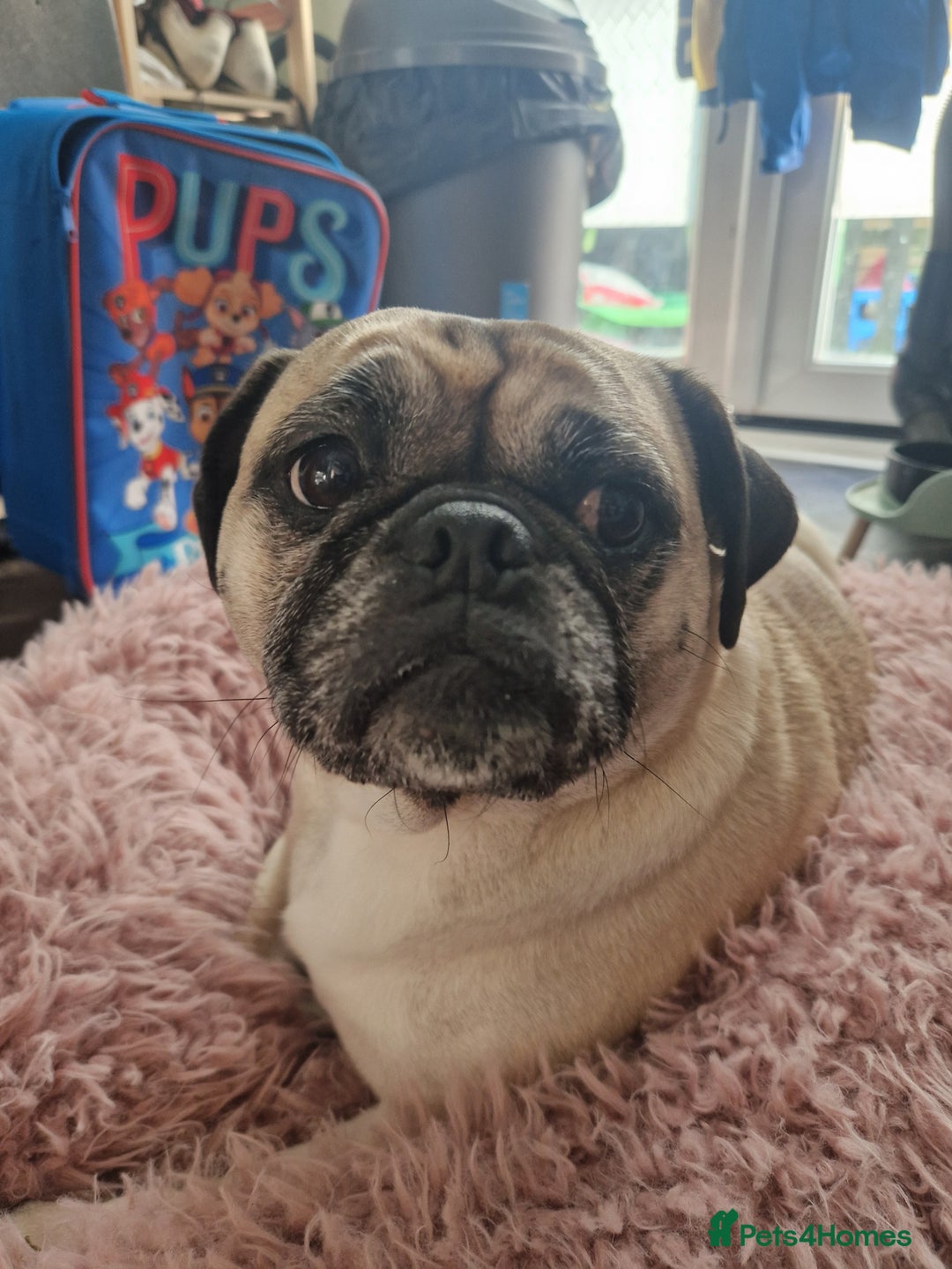 Mixed Breed dogs for sale: 5 year old norrie - Advert 8