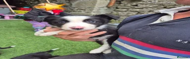 Border Collie 3