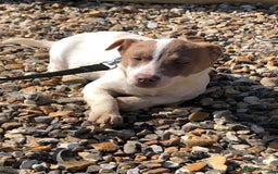 Jack Russell dogs for sale: Rose meadow jacks  - Image 8