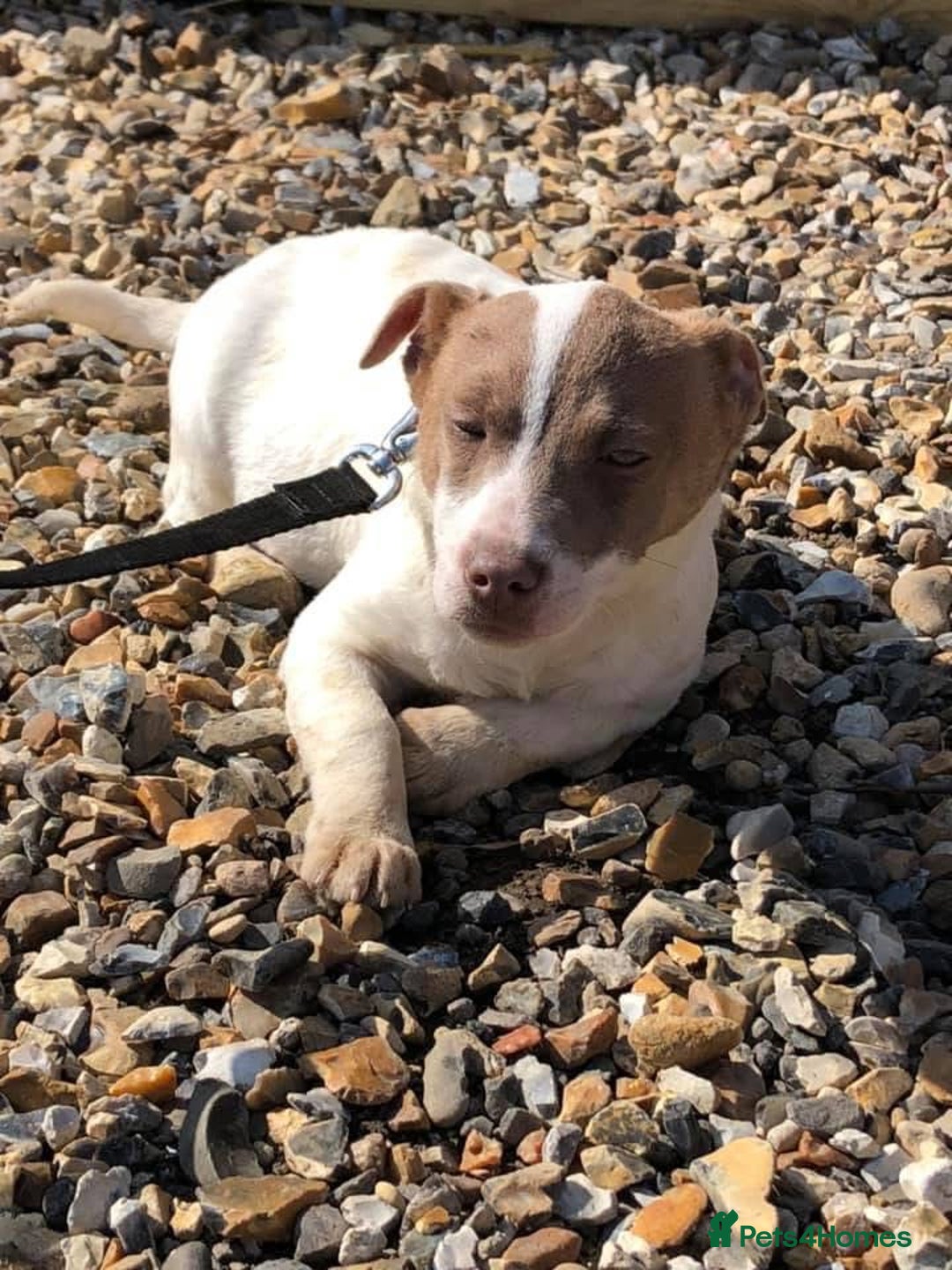 Jack Russell dogs for sale: Rose meadow jacks  - Image 8