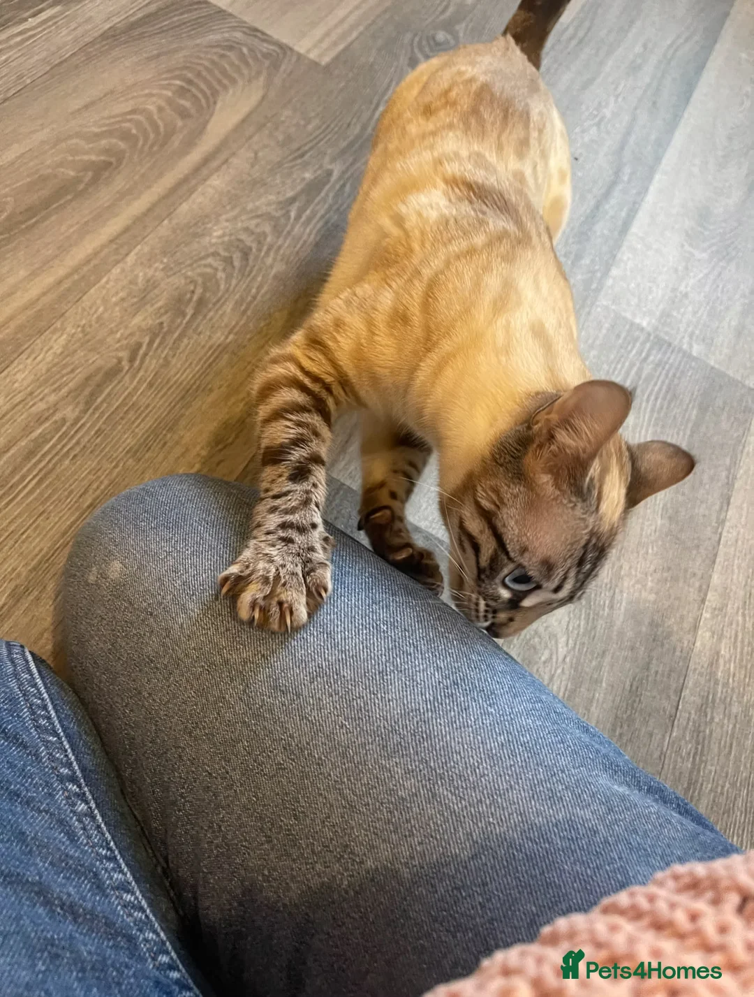 Bengal cats for sale: Gorgeous Lynx Retired Bengal Queen TICA Reg - Advert 3