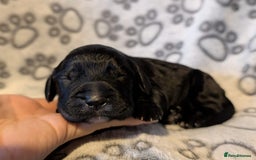 Cocker Spaniel dogs for sale: 🐾 KC Reg - Working Cocker spaniel DNA Tested 🧬 - Image 8
