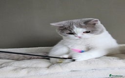 British Shorthair cats for sale: Breeding Boy. Blood Group B - Image 14