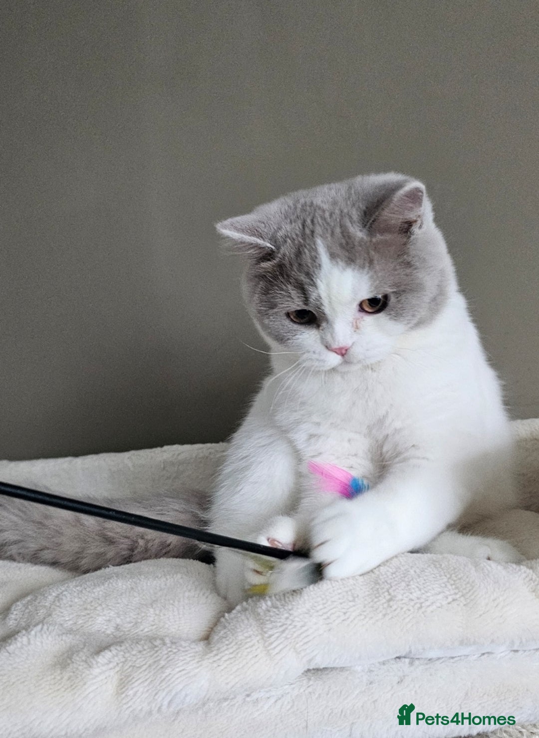 British Shorthair cats for sale: Breeding Boy. Blood Group B - Image 14
