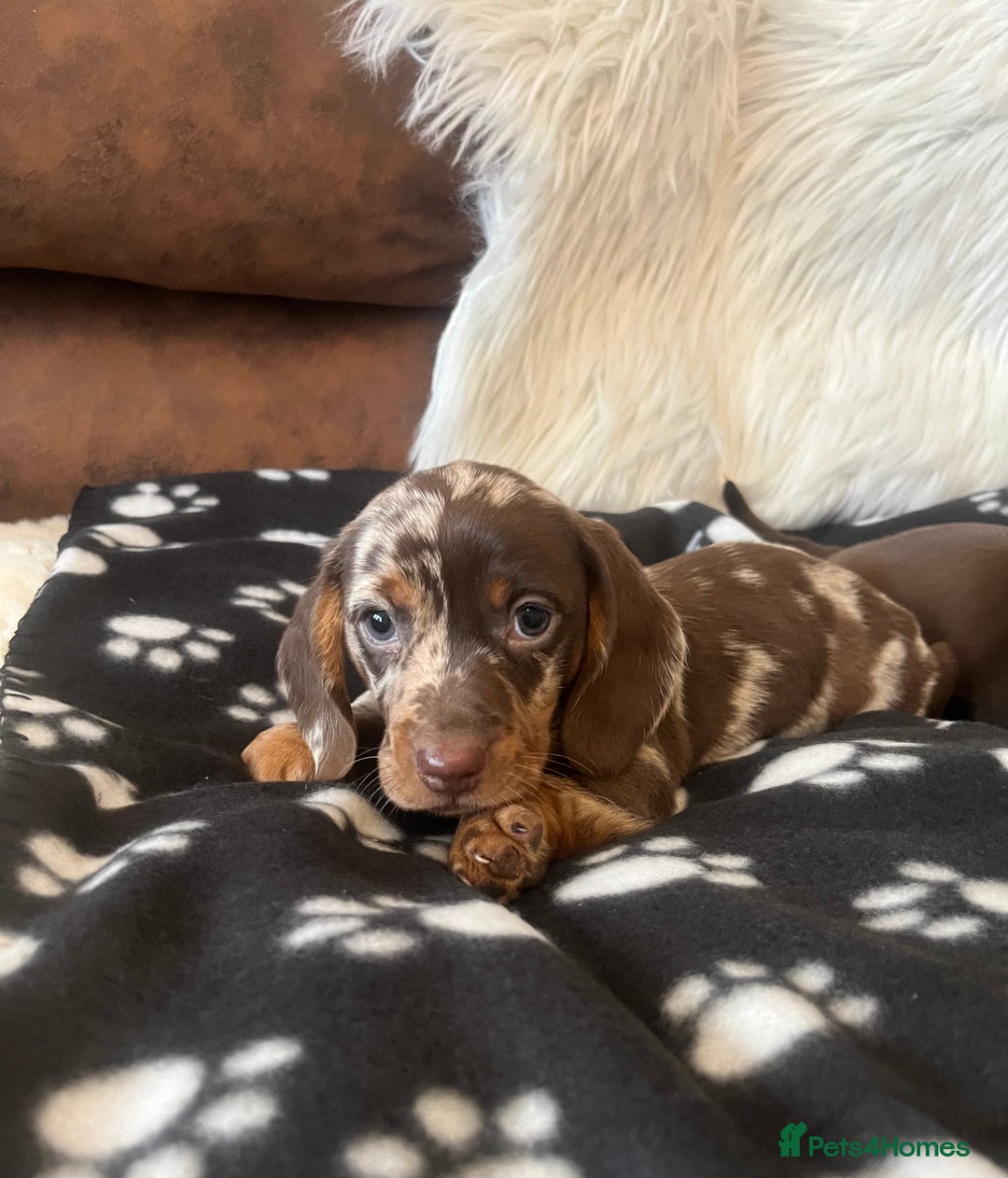 Miniature Dachshund dogs for sale: Miniature dachshund Puppies 🐶 Boy Available! - Advert 10