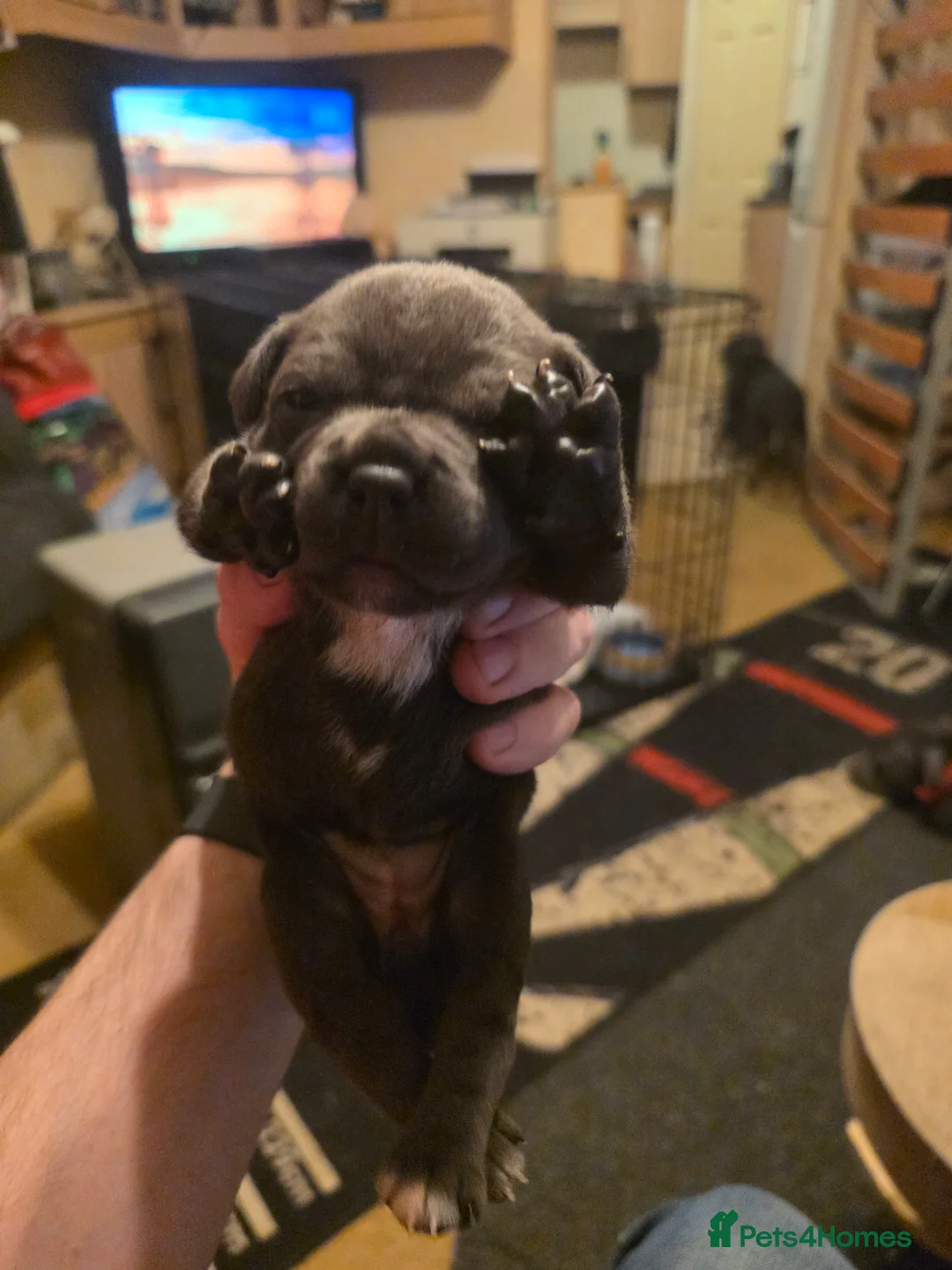 Staffordshire Bull Terrier dogs for sale: Blue Staffordshire Bull Terrier - Advert 25