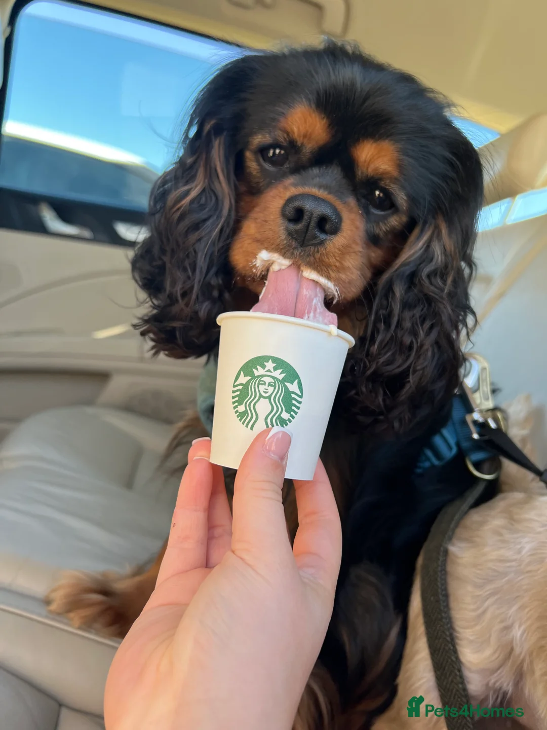 Cavalier King Charles Spaniel dogs for stud: KC-Health tested Cavalier King Charles Stud in Doncaster - Advert 6