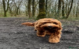 Mixed Breed dogs for sale: Mini Australian Golden Doodles  - Image 15