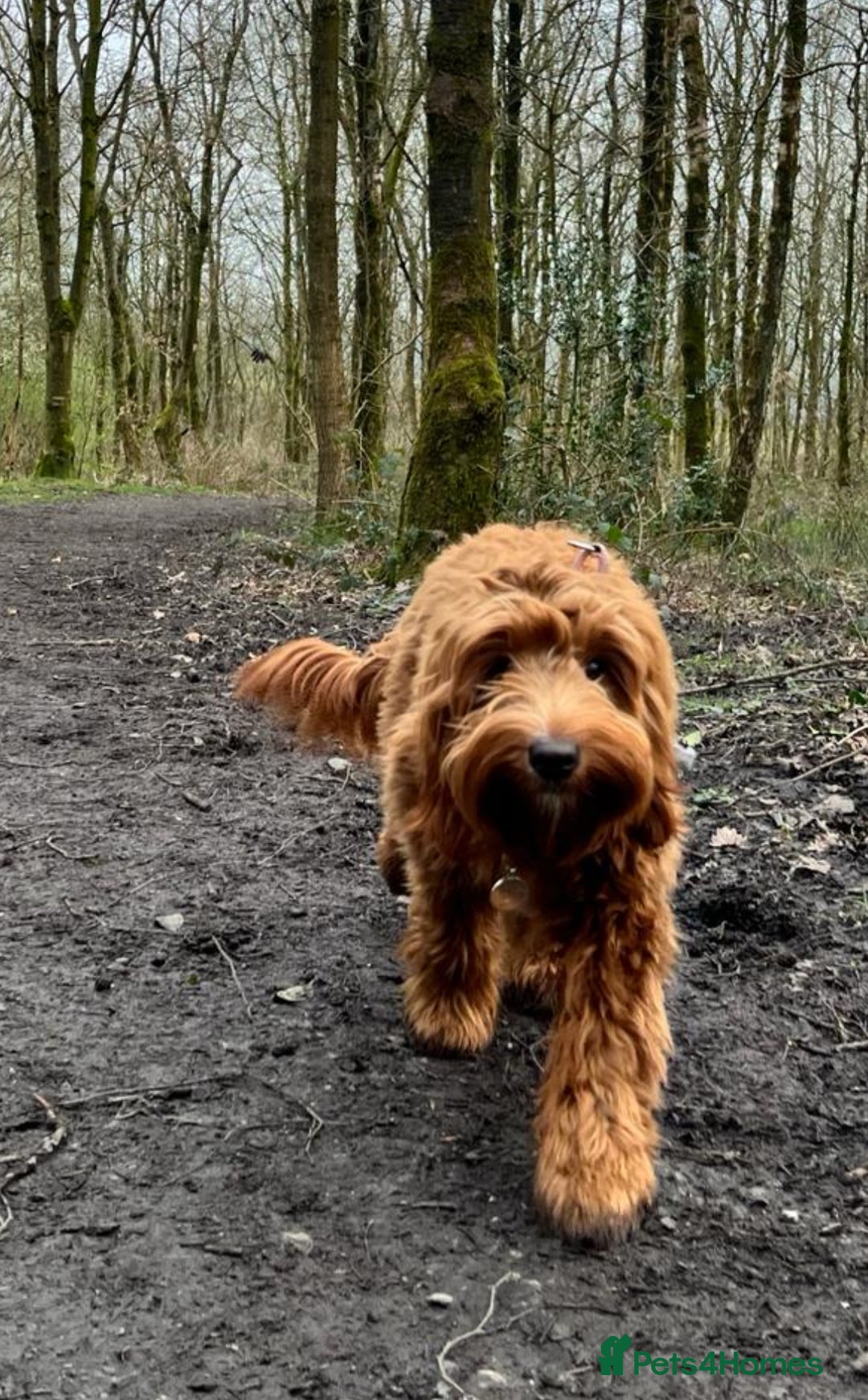 Mixed Breed dogs for sale: Mini Australian Golden Doodles  - Image 15