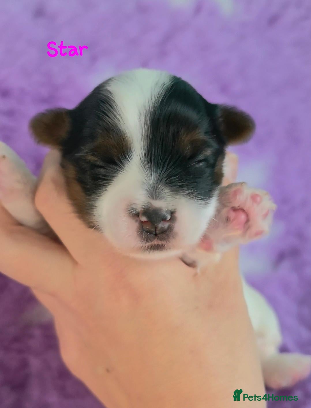 Yorkshire Terrier dogs for sale: 1 Girl Star 1 Boy Oakley  - Advert 1