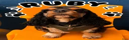 American Cocker Spaniel dogs for sale: Lovely 3 year old American cocker spaniel  - Advert 5