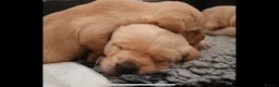 Labrador Retriever dogs for sale: Gorgeous kc registered Labrador puppies - Advert 3
