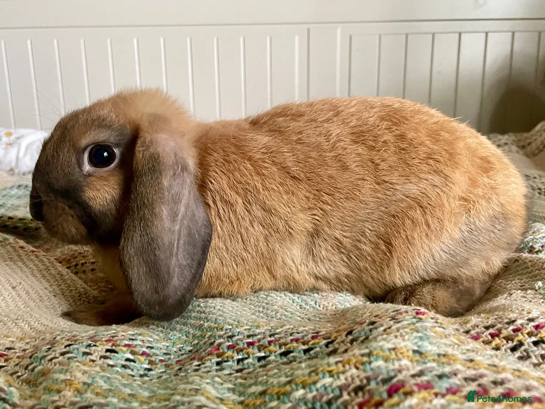 Mini Lop rabbits for sale: Mini lop doe, 10weeks - Advert 2