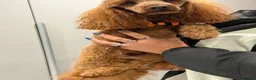 Toy Poodle dogs for stud: Stunning Red KC Toy Poodle Carlos for stud  - Advert 5