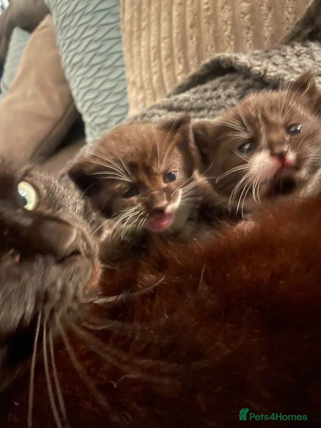 Mixed Breed cats for sale: Two female kittens  - Advert 2