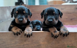 Dobermann dogs for sale: Dobermann Puppies - Image 1