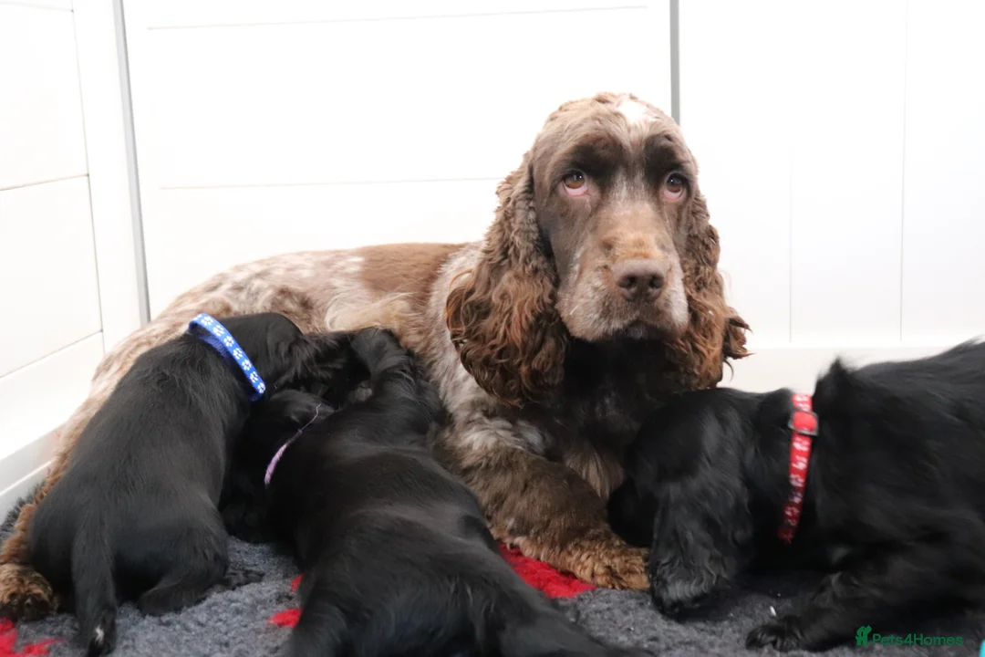 Cocker Spaniel dogs for sale: Kc show cocker spaniels  - Advert 12