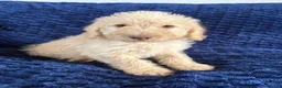 Labradoodle dogs for sale: Ready Now! Beautiful F1b Labradoodles  - Advert 26