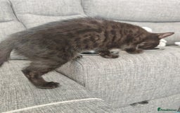 Mixed Breed cats for sale: Kittens - Image 7