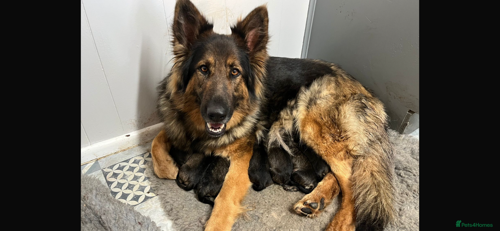 German Shepherd dogs Gorgeous German Shepherd puppies  - Advert 1
