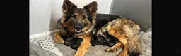 German Shepherd dogs for sale: Gorgeous German Shepherd puppies  - Advert 1