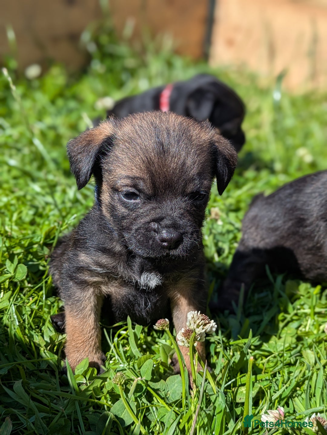 Terrier Mix Border Terrier Black And Tan Cattle Dog Border Terrier