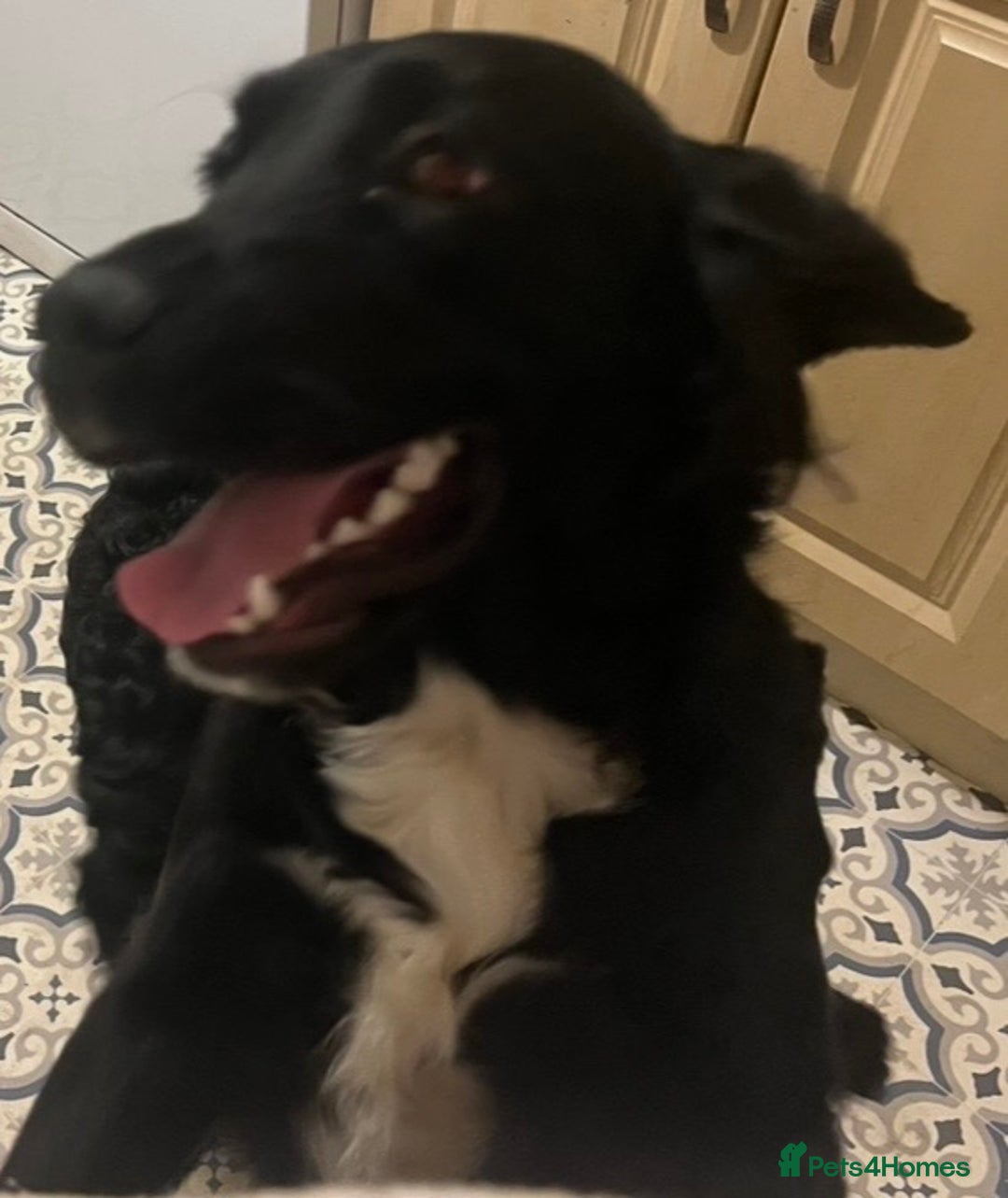 Mixed Breed dogs for sale: Golden cocker - Advert 2