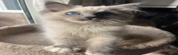Ragdoll cats for sale: ❤️ Gorgeous ragdoll kittens ready now  ❤️ - Advert 12