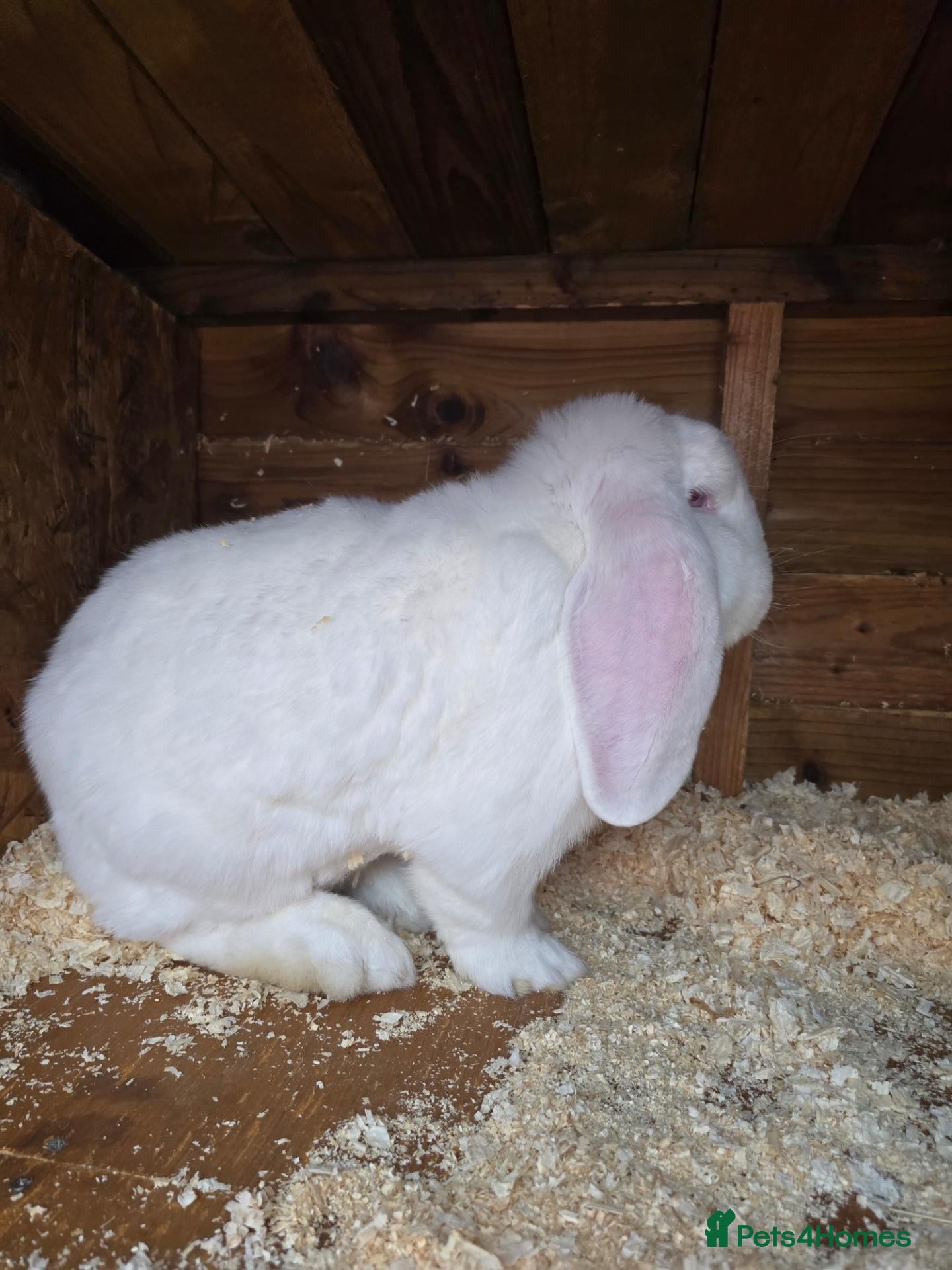 French Lop rabbits REW French lop buck *read ad* - Advert 18