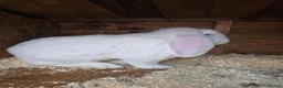 French Lop rabbits for sale: REW French lop buck *read ad* - Advert 2