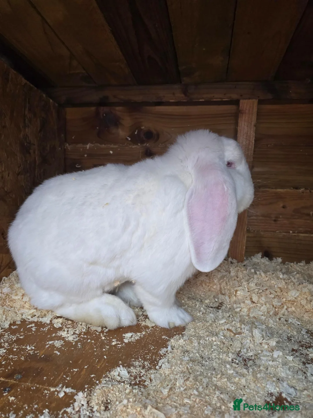 French Lop rabbits for sale: REW French lop buck *read ad* - Advert 2