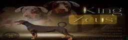 Dobermann dogs for sale: HOME BRED DOBERMAN PUPPIES in Billingshurst - Advert 3