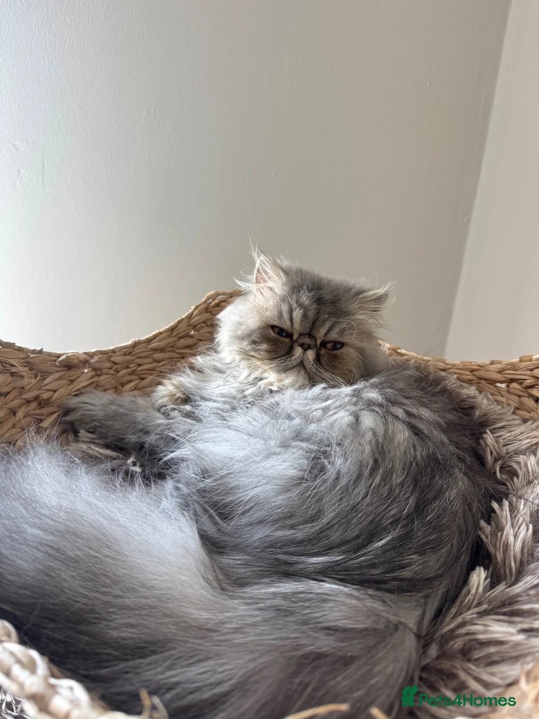 Persian cats for sale: Beautiful Persian girl in Scunthorpe - Advert 3