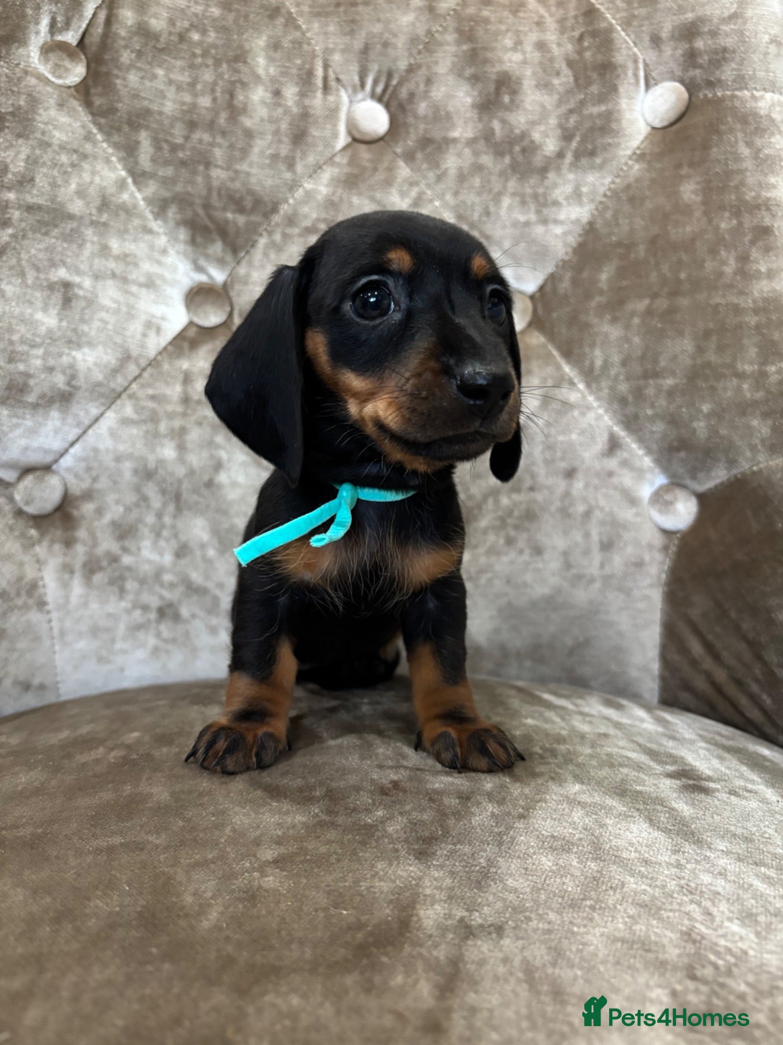 Miniature Dachshund dogs Last girl reduced!! Miniature dachshund!! - Advert 2