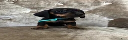 Miniature Dachshund dogs for sale: Miniature dachshunds  in Runcorn - Advert 4