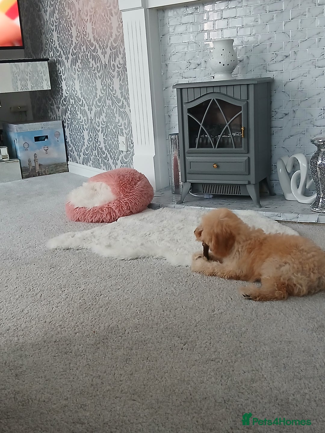 Cockapoo dogs for sale: 6 months old Apricot cocapoo for sale - Image 3