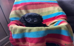 Cockapoo dogs for sale: Extensively health tested Cockapoo puppy’s  - Image 16