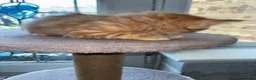 Mixed Breed cats for sale: Mixed breed kittens for sale  in Egham - Advert 8