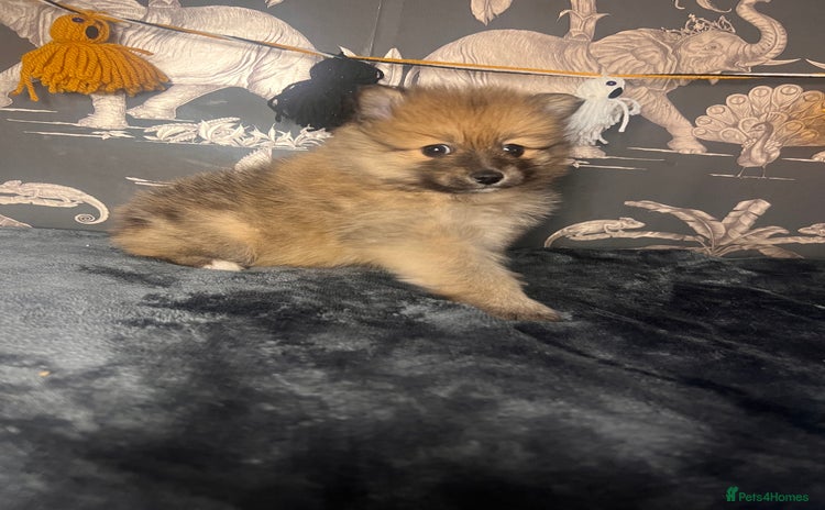 Pomeranian dogs - Advert 13