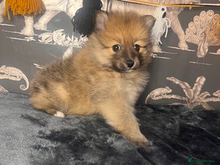 Pomeranian dogs - Advert 18